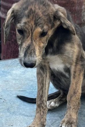 Jimmy – ein fröhlicher Gefährte mit einem großen Herzen