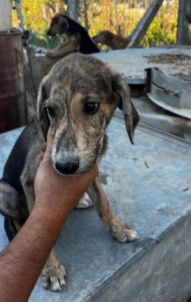 Jimmy – ein fröhlicher Gefährte mit einem großen Herzen