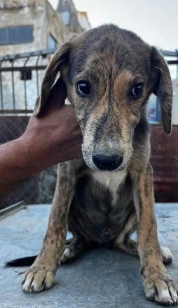 Jimmy – ein fröhlicher Gefährte mit einem großen Herzen