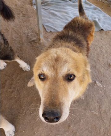 Arktos sucht warmes Für-immer-Körbchen