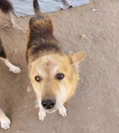 Arktos sucht warmes Für-immer-Körbchen