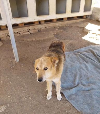 Arktos sucht warmes Für-immer-Körbchen