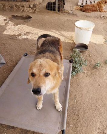Arktos sucht warmes Für-immer-Körbchen