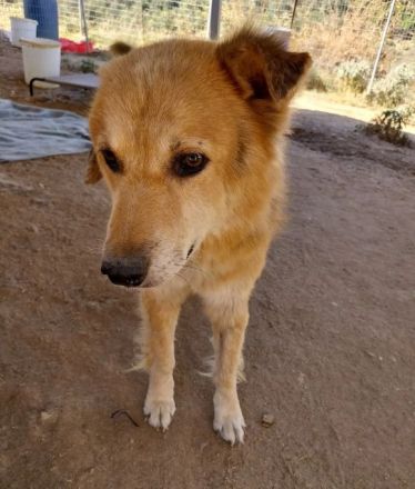 Arktos sucht warmes Für-immer-Körbchen