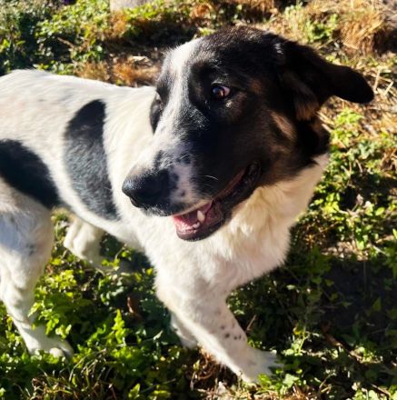 Linda sucht ein Zuhause