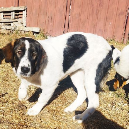 Linda sucht ein Zuhause