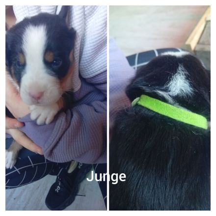 Berner Sennenhund Welpen (Swissydog)