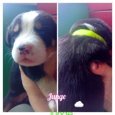 Berner Sennenhund Welpen (Swissydog)