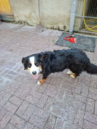 Berner Sennenhund Welpen (Swissydog)