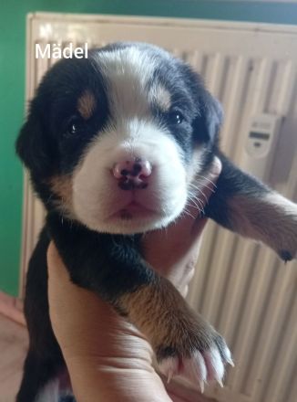 Berner Sennenhund Welpen (Swissydog)