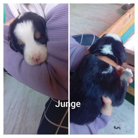 Berner Sennenhund Welpen (Swissydog)