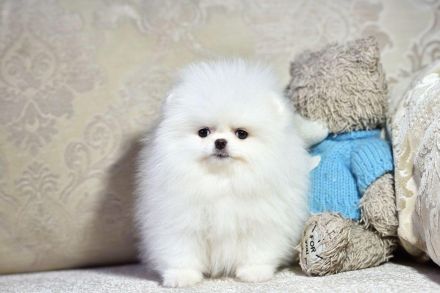 Pomeranian Zwergspitz Welpen