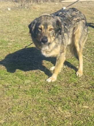 Berry ein verschmuster Dreibeiniger Rüde