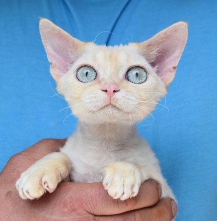 Devon Rex Kitten , reinrassig mit Stammbaum, Gesundheitszeugnis, EU Pass.