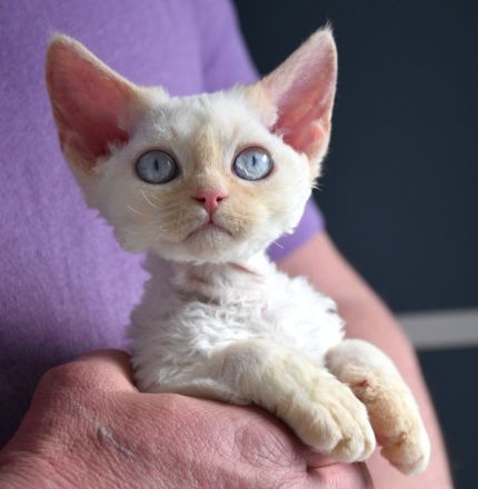 Devon Rex Kitten , reinrassig mit Stammbaum, Gesundheitszeugnis, EU Pass.