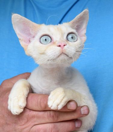 Devon Rex Kitten , reinrassig mit Stammbaum, Gesundheitszeugnis, EU Pass.