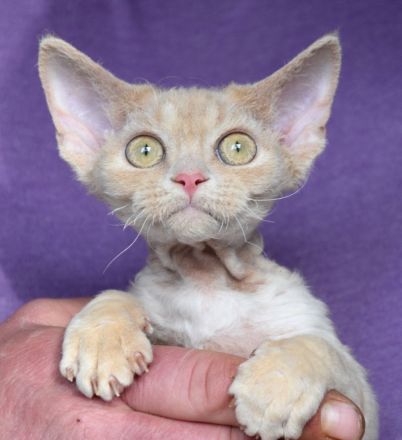 Devon Rex Kitten , reinrassig mit Stammbaum, Gesundheitszeugnis, EU Pass.