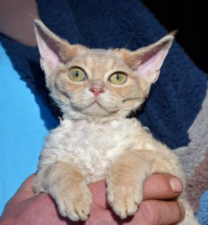 Devon Rex Kitten , reinrassig mit Stammbaum, Gesundheitszeugnis, EU Pass.