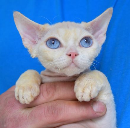 Devon Rex Kitten , reinrassig mit Stammbaum, Gesundheitszeugnis, EU Pass.
