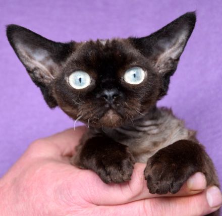 Devon Rex Kitten , reinrassig mit Stammbaum, Gesundheitszeugnis, EU Pass.