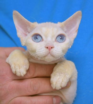 Devon Rex Kitten , reinrassig mit Stammbaum, Gesundheitszeugnis, EU Pass.