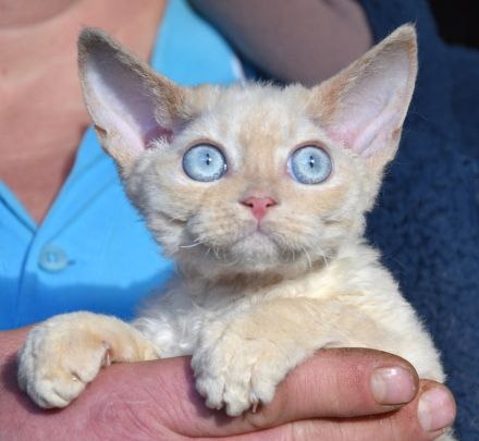 Devon Rex Kitten , reinrassig mit Stammbaum, Gesundheitszeugnis, EU Pass.