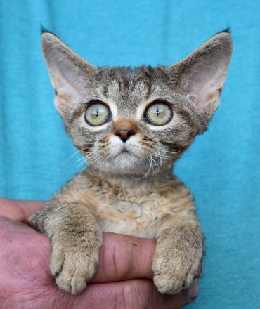 Devon Rex Kitten , reinrassig mit Stammbaum, Gesundheitszeugnis, EU Pass.