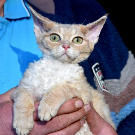 Devon Rex Kitten , reinrassig mit Stammbaum, Gesundheitszeugnis, EU Pass.