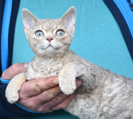Devon Rex Kitten , reinrassig mit Stammbaum, Gesundheitszeugnis, EU Pass.