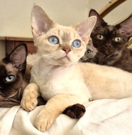 Devon Rex Kitten , reinrassig mit Stammbaum, Gesundheitszeugnis, EU Pass.
