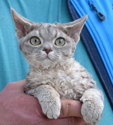 Devon Rex Kitten , reinrassig mit Stammbaum, Gesundheitszeugnis, EU Pass.