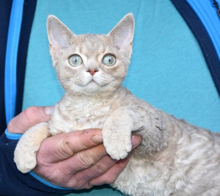 Devon Rex Kitten , reinrassig mit Stammbaum, Gesundheitszeugnis, EU Pass.