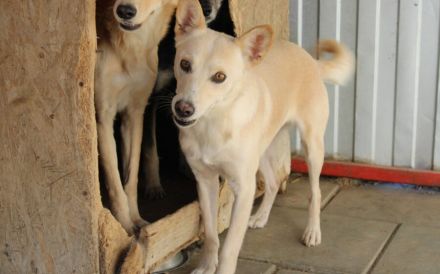 Schüchterne Zara mit blondem Fell