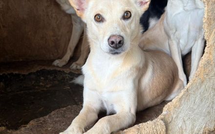 Schüchterne Zara mit blondem Fell