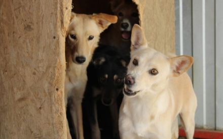 Schüchterne Zara mit blondem Fell