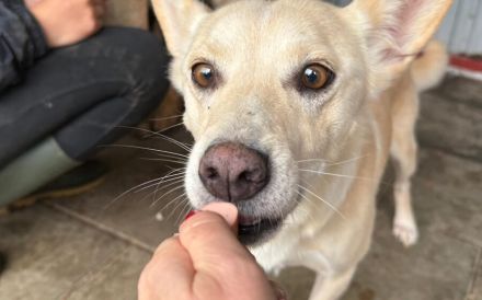 Schüchterne Zara mit blondem Fell