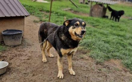 Sicheres Zuhause für blinden Bosco