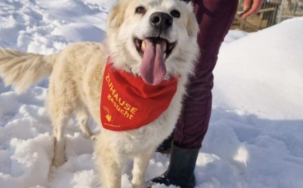 Kuschelige Chanel sucht ihre Menschen