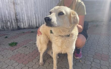 Kuschelige Chanel sucht ihre Menschen