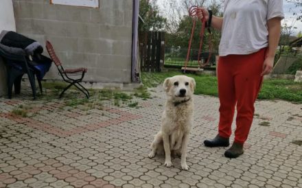 Kuschelige Chanel sucht ihre Menschen