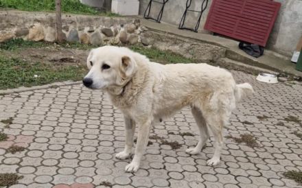 Kuschelige Chanel sucht ihre Menschen