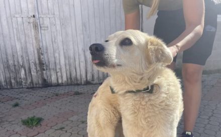 Kuschelige Chanel sucht ihre Menschen