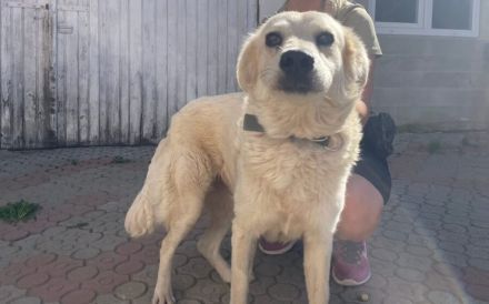 Kuschelige Chanel sucht ihre Menschen