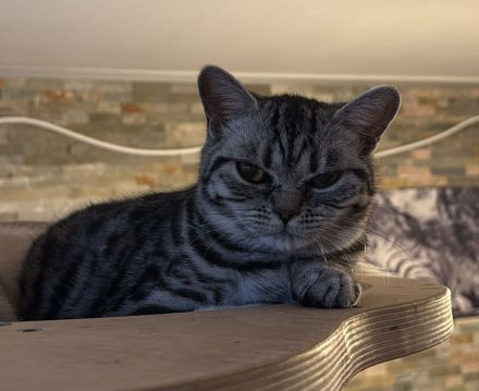 Wunderschöne reinrassige BKH Kitten, nur noch 1 Mädchen da...