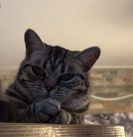 Wunderschöne reinrassige BKH Kitten, nur noch 1 Mädchen da...