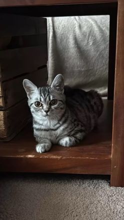 Wunderschöne reinrassige BKH Kitten, nur noch 1 Mädchen da...