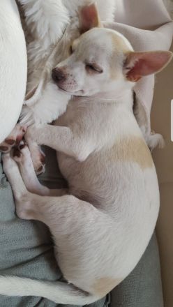 Chihuahua Welpe Rüde