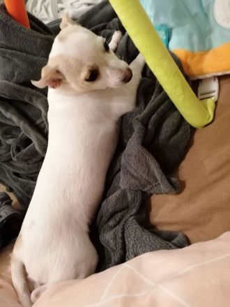 Chihuahua Welpe Rüde