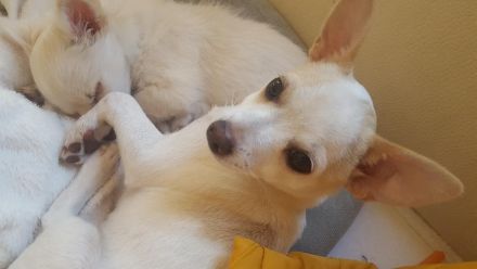 Chihuahua Welpe Rüde