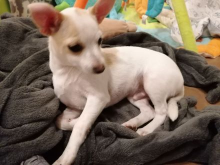 Chihuahua Welpe Rüde